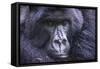 Mountain Gorilla (Gorilla Beringei Beringei), Virunga National Park, Rwanda, Africa-Michael Runkel-Framed Stretched Canvas