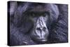 Mountain Gorilla (Gorilla Beringei Beringei), Virunga National Park, Rwanda, Africa-Michael Runkel-Stretched Canvas