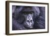 Mountain Gorilla (Gorilla Beringei Beringei), Virunga National Park, Rwanda, Africa-Michael Runkel-Framed Photographic Print