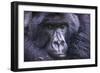 Mountain Gorilla (Gorilla Beringei Beringei), Virunga National Park, Rwanda, Africa-Michael Runkel-Framed Photographic Print