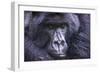 Mountain Gorilla (Gorilla Beringei Beringei), Virunga National Park, Rwanda, Africa-Michael Runkel-Framed Photographic Print