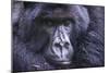 Mountain Gorilla (Gorilla Beringei Beringei), Virunga National Park, Rwanda, Africa-Michael Runkel-Mounted Photographic Print