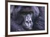 Mountain Gorilla (Gorilla Beringei Beringei), Virunga National Park, Rwanda, Africa-Michael Runkel-Framed Photographic Print