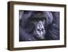 Mountain Gorilla (Gorilla Beringei Beringei), Virunga National Park, Rwanda, Africa-Michael Runkel-Framed Photographic Print