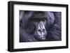 Mountain Gorilla (Gorilla Beringei Beringei), Virunga National Park, Rwanda, Africa-Michael Runkel-Framed Photographic Print