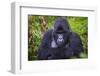 Mountain Gorilla (Gorilla Beringei Beringei), Virunga National Park, Rwanda, Africa-Michael Runkel-Framed Photographic Print