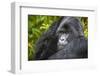 Mountain Gorilla (Gorilla Beringei Beringei), Virunga National Park, Rwanda, Africa-Michael Runkel-Framed Photographic Print