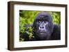 Mountain Gorilla (Gorilla Beringei Beringei), Virunga National Park, Rwanda, Africa-Michael Runkel-Framed Photographic Print