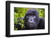 Mountain Gorilla (Gorilla Beringei Beringei), Virunga National Park, Rwanda, Africa-Michael Runkel-Framed Photographic Print