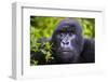 Mountain Gorilla (Gorilla Beringei Beringei), Virunga National Park, Rwanda, Africa-Michael Runkel-Framed Photographic Print