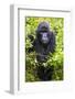 Mountain Gorilla (Gorilla Beringei Beringei), Virunga National Park, Rwanda, Africa-Michael Runkel-Framed Photographic Print