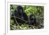 Mountain Gorilla (Gorilla Gorilla Beringei) Baby Age One Year Exploring-Suzi Eszterhas-Framed Photographic Print