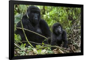 Mountain Gorilla (Gorilla Gorilla Beringei) Baby Age One Year Exploring-Suzi Eszterhas-Framed Photographic Print