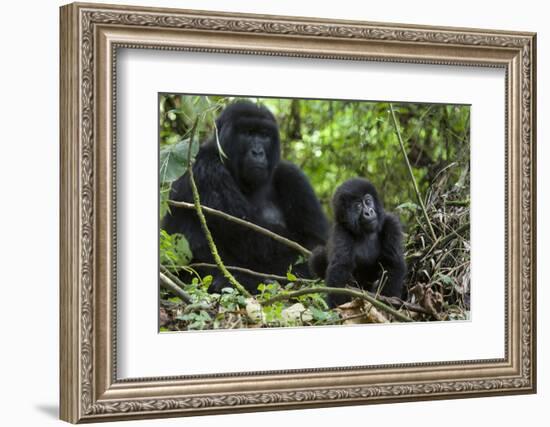 Mountain Gorilla (Gorilla Gorilla Beringei) Baby Age One Year Exploring-Suzi Eszterhas-Framed Photographic Print