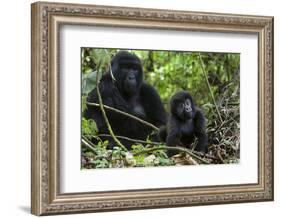 Mountain Gorilla (Gorilla Gorilla Beringei) Baby Age One Year Exploring-Suzi Eszterhas-Framed Photographic Print