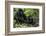 Mountain Gorilla (Gorilla Gorilla Beringei) Baby Age One Year Exploring-Suzi Eszterhas-Framed Photographic Print