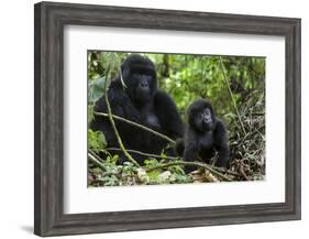 Mountain Gorilla (Gorilla Gorilla Beringei) Baby Age One Year Exploring-Suzi Eszterhas-Framed Photographic Print