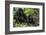 Mountain Gorilla (Gorilla Gorilla Beringei) Baby Age One Year Exploring-Suzi Eszterhas-Framed Photographic Print