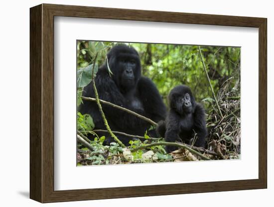 Mountain Gorilla (Gorilla Gorilla Beringei) Baby Age One Year Exploring-Suzi Eszterhas-Framed Photographic Print
