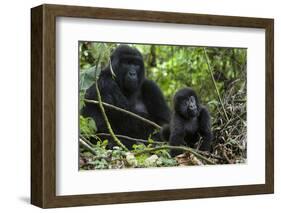 Mountain Gorilla (Gorilla Gorilla Beringei) Baby Age One Year Exploring-Suzi Eszterhas-Framed Photographic Print