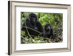 Mountain Gorilla (Gorilla Gorilla Beringei) Baby Age One Year Exploring-Suzi Eszterhas-Framed Photographic Print