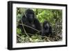 Mountain Gorilla (Gorilla Gorilla Beringei) Baby Age One Year Exploring-Suzi Eszterhas-Framed Photographic Print