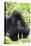 Mountain Gorilla (Gorilla Gorilla Beringei), Kongo, Rwanda, Africa-Thorsten Milse-Stretched Canvas