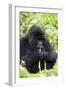 Mountain Gorilla (Gorilla Gorilla Beringei), Kongo, Rwanda, Africa-Thorsten Milse-Framed Photographic Print