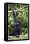 Mountain Gorilla (Gorilla Gorilla Beringei), Kongo, Rwanda, Africa-Thorsten Milse-Framed Stretched Canvas