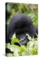 Mountain Gorilla (Gorilla Gorilla Beringei), Kongo, Rwanda, Africa-Thorsten Milse-Stretched Canvas