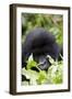 Mountain Gorilla (Gorilla Gorilla Beringei), Kongo, Rwanda, Africa-Thorsten Milse-Framed Photographic Print