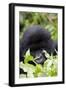 Mountain Gorilla (Gorilla Gorilla Beringei), Kongo, Rwanda, Africa-Thorsten Milse-Framed Photographic Print