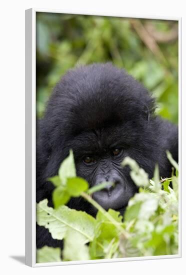 Mountain Gorilla (Gorilla Gorilla Beringei), Kongo, Rwanda, Africa-Thorsten Milse-Framed Photographic Print