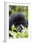 Mountain Gorilla (Gorilla Gorilla Beringei), Kongo, Rwanda, Africa-Thorsten Milse-Framed Photographic Print