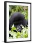 Mountain Gorilla (Gorilla Gorilla Beringei), Kongo, Rwanda, Africa-Thorsten Milse-Framed Photographic Print