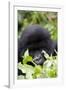 Mountain Gorilla (Gorilla Gorilla Beringei), Kongo, Rwanda, Africa-Thorsten Milse-Framed Photographic Print