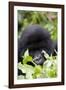 Mountain Gorilla (Gorilla Gorilla Beringei), Kongo, Rwanda, Africa-Thorsten Milse-Framed Photographic Print