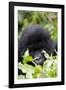 Mountain Gorilla (Gorilla Gorilla Beringei), Kongo, Rwanda, Africa-Thorsten Milse-Framed Photographic Print