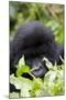 Mountain Gorilla (Gorilla Gorilla Beringei), Kongo, Rwanda, Africa-Thorsten Milse-Mounted Photographic Print