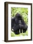 Mountain Gorilla (Gorilla Gorilla Beringei), Kongo, Rwanda, Africa-Thorsten Milse-Framed Photographic Print