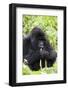 Mountain Gorilla (Gorilla Gorilla Beringei), Kongo, Rwanda, Africa-Thorsten Milse-Framed Photographic Print