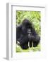 Mountain Gorilla (Gorilla Gorilla Beringei), Kongo, Rwanda, Africa-Thorsten Milse-Framed Photographic Print