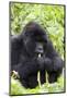 Mountain Gorilla (Gorilla Gorilla Beringei), Kongo, Rwanda, Africa-Thorsten Milse-Mounted Photographic Print