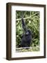 Mountain Gorilla (Gorilla Gorilla Beringei), Kongo, Rwanda, Africa-Thorsten Milse-Framed Photographic Print