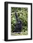 Mountain Gorilla (Gorilla Gorilla Beringei), Kongo, Rwanda, Africa-Thorsten Milse-Framed Photographic Print