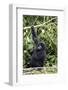 Mountain Gorilla (Gorilla Gorilla Beringei), Kongo, Rwanda, Africa-Thorsten Milse-Framed Photographic Print