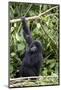 Mountain Gorilla (Gorilla Gorilla Beringei), Kongo, Rwanda, Africa-Thorsten Milse-Mounted Photographic Print