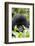 Mountain Gorilla (Gorilla Gorilla Beringei), Kongo, Rwanda, Africa-Thorsten Milse-Framed Photographic Print