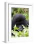 Mountain Gorilla (Gorilla Gorilla Beringei), Kongo, Rwanda, Africa-Thorsten Milse-Framed Photographic Print