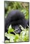 Mountain Gorilla (Gorilla Gorilla Beringei), Kongo, Rwanda, Africa-Thorsten Milse-Mounted Photographic Print